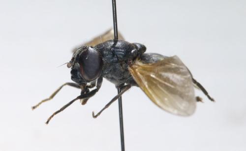 Réf. 307 623 : Cheilosia sp.